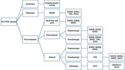 Review of Pediatric Pheochromocytoma and Paraganglioma